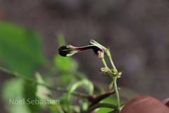 Ceropegia maculata